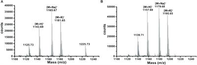 Purification, Characterization and in vitro Evaluation of Polymyxin A From Paenibacillus dendritiformis: An Underexplored Member of the Polymyxin Family